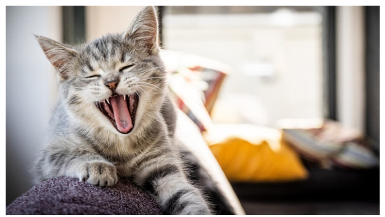 ದೇಶದಲ್ಲಿ ಮೊದಲ ಬಾರಿ ಬೆಕ್ಕುಗಳಲ್ಲಿಯೂ ಹಕ್ಕಿ ಜ್ವರ ಪತ್ತೆ