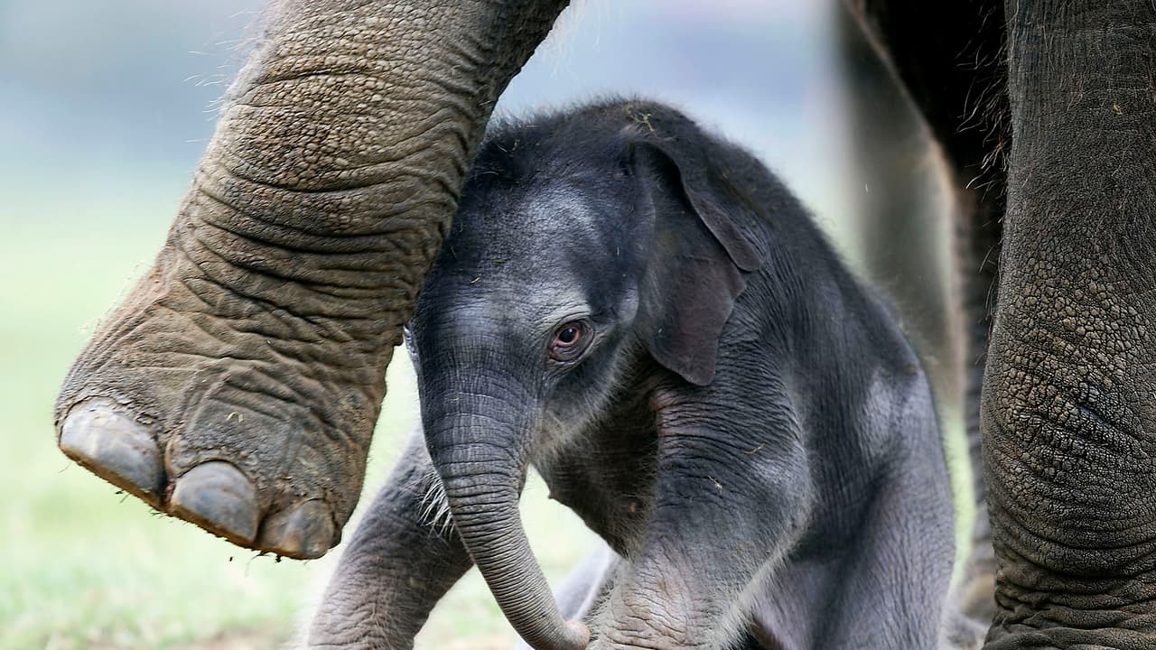 Experience wildlife like never before: India’s first virtual reality safari opens in Hyderabad