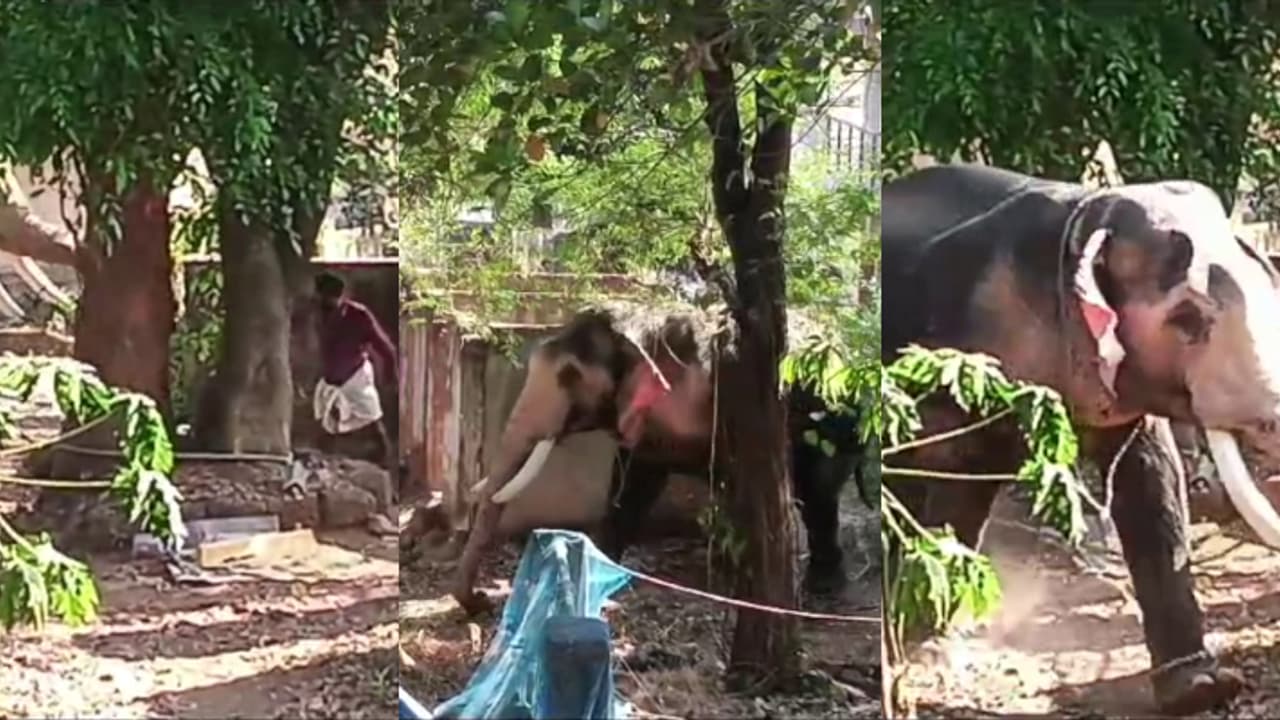 'ബ്രഹ്മണിയ ഗോവിന്ദൻകുട്ടി' ഇടഞ്ഞു, സ്കൂട്ടറും വീടിന്റെ മതിലും തകർത്തിട്ടും കലയടങ്ങിയില്ല, ഒടുവിൽ തളച്ചു 'ബ്രഹ്മണിയ ഗോവിന്ദൻകുട്ടി' ഇടഞ്ഞു, സ്കൂട്ടറും വീടിന്റെ മതിലും തകർത്തിട്ടും കലയടങ്ങിയില്ല, ഒടുവിൽ തളച്ചു