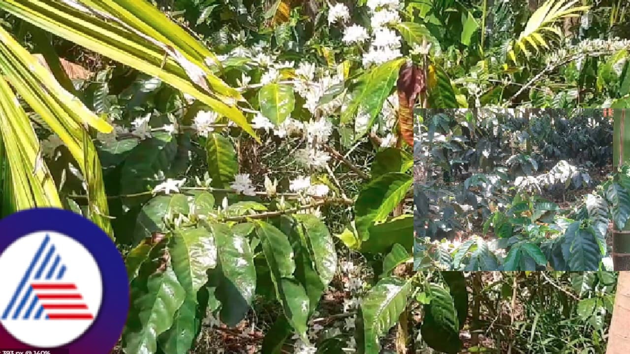 ಫ್ರೂಟ್ ಆ್ಯಪ್ ತಾಂತ್ರಿಕ ಸಮಸ್ಯೆ ಕೊಡಗಿನ ಕಾಫಿ ಬೆಳೆಗಾರರಿಗೆ ಇಲ್ಲ ಉಚಿತ ವಿದ್ಯುತ್ ಸೌಲಭ್ಯ!