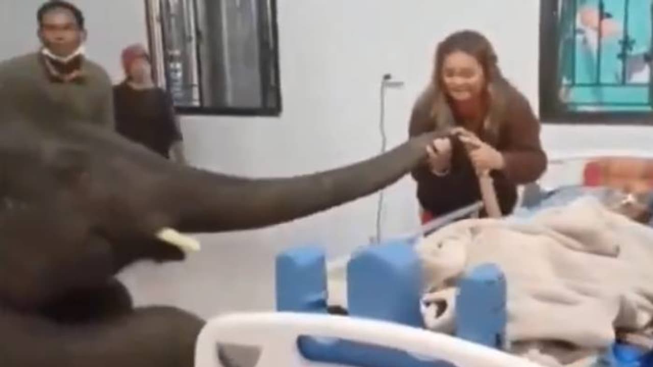 'കണ്ണ് നിറഞ്ഞൊഴുകുന്നു...'; ആശുപത്രിയിൽ അതിവൈകാരികരംഗം, ആനയെത്തിയത് അവസാനമായി യാത്ര പറയാൻ 'കണ്ണ് നിറഞ്ഞൊഴുകുന്നു...'; ആശുപത്രിയിൽ അതിവൈകാരികരംഗം, ആനയെത്തിയത് അവസാനമായി യാത്ര പറയാൻ