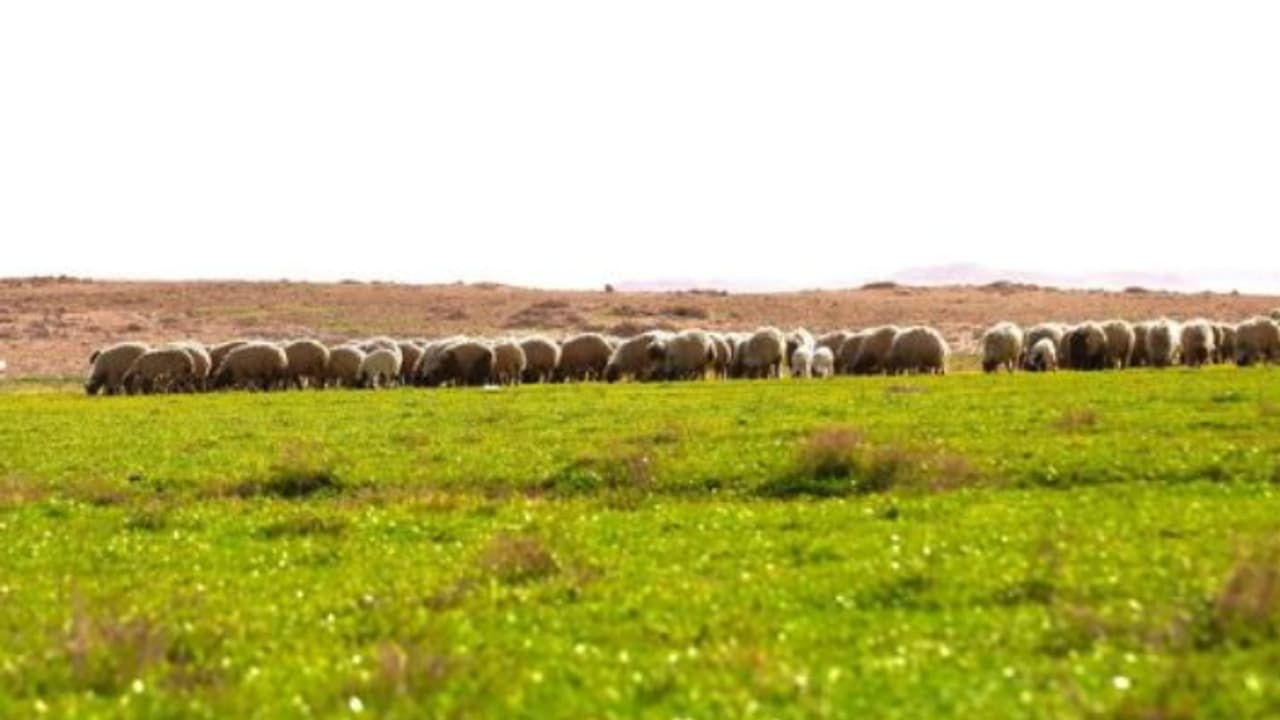 തൊട്ടും തലോടിയും മഴയെത്തി, പച്ചപ്പിന്റെ പുത്തനുടുപ്പണിഞ്ഞ് സൗദി അറേബ്യ തൊട്ടും തലോടിയും മഴയെത്തി, പച്ചപ്പിന്റെ പുത്തനുടുപ്പണിഞ്ഞ് സൗദി അറേബ്യ