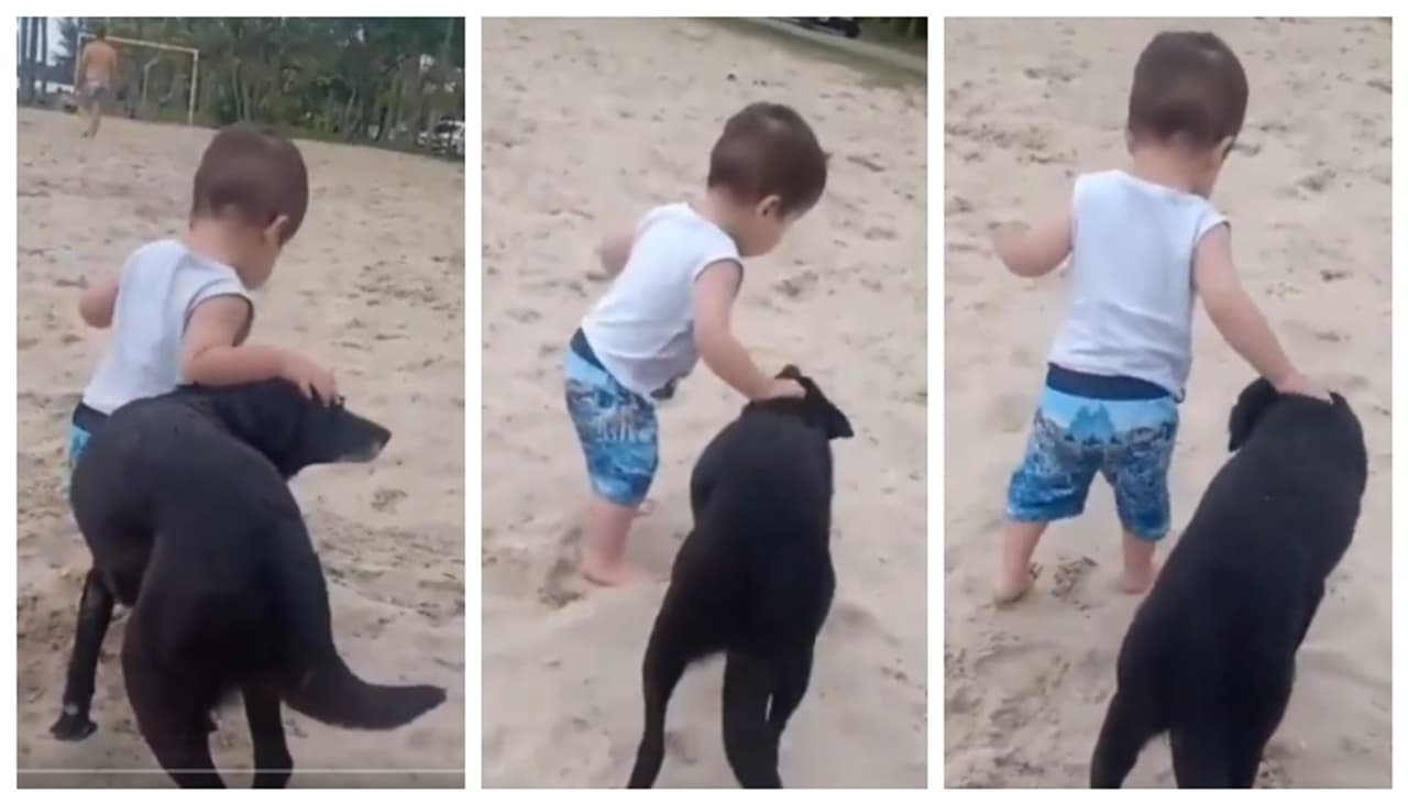 ആദ്യ ചുവടില്‍ കാലുറയ്ക്കാതെ കുഞ്ഞ്, താങ്ങായി വളര്‍ത്തുനായ; ഇതാണ് യഥാര്‍ത്ഥ സൌഹൃദമെന്ന് സോഷ്യൽ മീഡിയ 