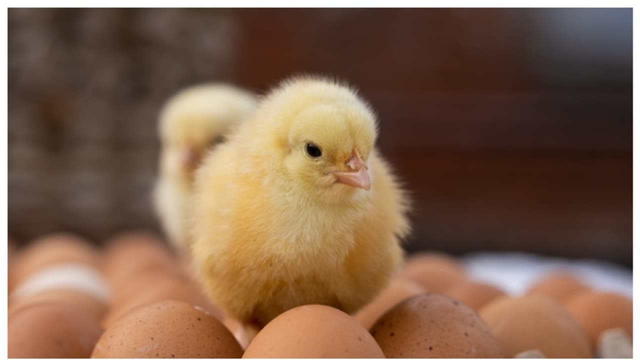 വിരിഞ്ഞ് പുറത്തിറങ്ങിയ കോഴിക്കുഞ്ഞിന് ചൂട് പകരാന് ഹീറ്റ് ലാമ്പ് ഓണാക്കി; കത്തിക്കരിഞ്ഞ് കോഴിക്കുഞ്ഞ് വിരിഞ്ഞ് പുറത്തിറങ്ങിയ കോഴിക്കുഞ്ഞിന് ചൂട് പകരാന് ഹീറ്റ് ലാമ്പ് ഓണാക്കി; കത്തിക്കരിഞ്ഞ് കോഴിക്കുഞ്ഞ്