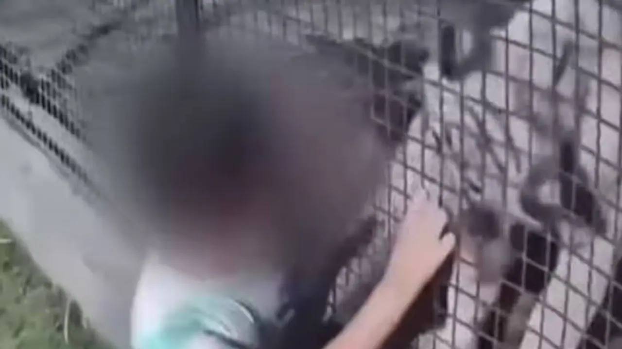 Tiger grabs boy's T shirt at zoo in viral video; his cute reaction leaves internet in splits (WATCH)