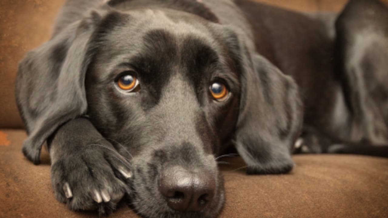 'മുന്നിൽപ്പെട്ടാൽ മൂർഖനാണെന്ന് നോക്കില്ല', 2 വർഷത്തിനുള്ളിൽ ജൂലി കൊന്നത് 9 മൂർഖൻ പാമ്പുകളെ, പാമ്പുകൾ ജാഗ്രത!