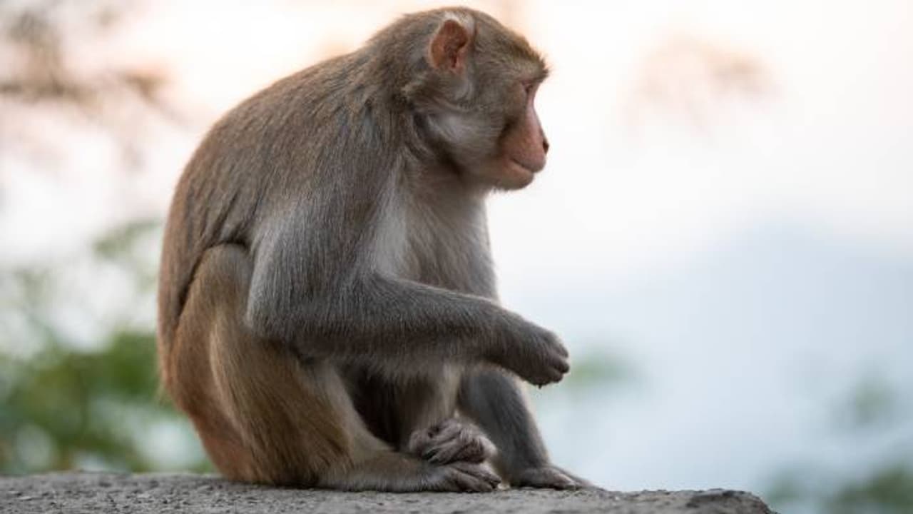 ഒരു കുരങ്ങനൊപ്പിച്ച പണി കണ്ടോ? രാജ്യത്തൊട്ടാകെ വൈദ്യുതി ഇല്ല..!