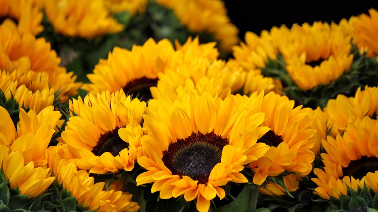 Sunflowers History: సర్‌ఫ్లవర్ సూర్యడివైపు ఎందుకు తిరుగుతుందో మీకు తెలుసా? సైన్స్‌, గ్రీకు కథ ఎం చెబుతుందంటే?