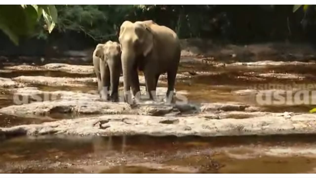 കല്ലാറിൽ അവശനിലയിൽ കണ്ടെത്തിയ കാട്ടാന ചരിഞ്ഞു; 35 വയസുളള പിടിയാനയെന്ന് വനംവകുപ്പ് കല്ലാറിൽ അവശനിലയിൽ കണ്ടെത്തിയ കാട്ടാന ചരിഞ്ഞു; 35 വയസുളള പിടിയാനയെന്ന് വനംവകുപ്പ്