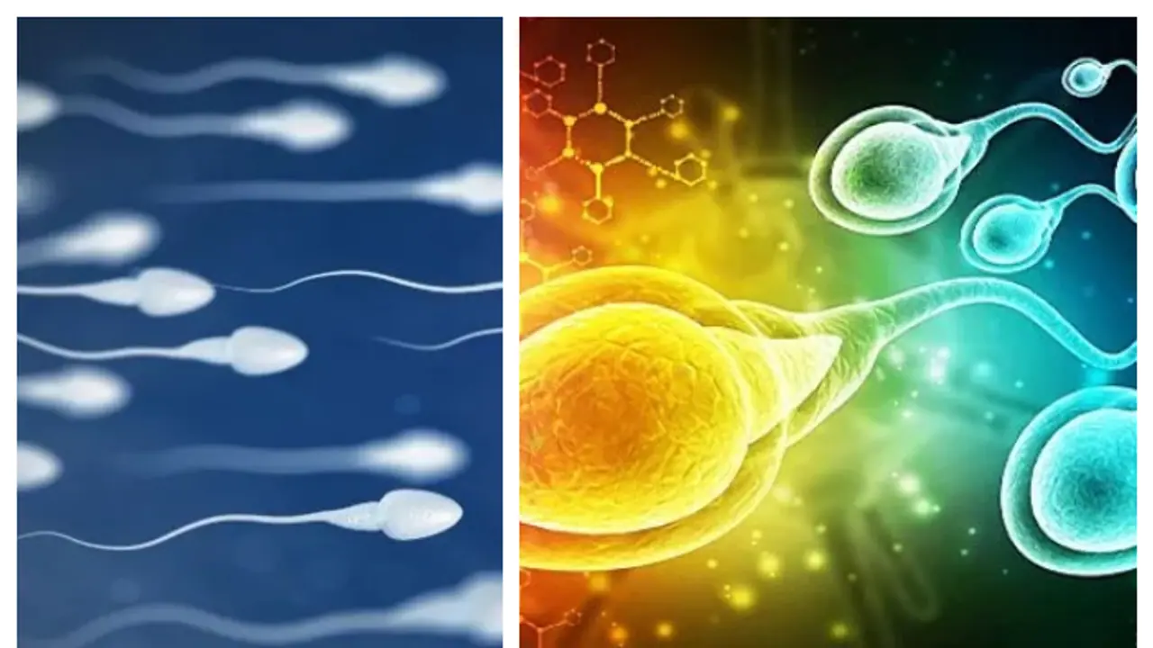 ವೀರ್ಯ ನಾಶ ಮಾಡಿಕೊಂಡ್ರೆ ಆಗೋದೇನು? ಶುಕ್ರ ಧಾತು ಬಗ್ಗೆ ಎಲ್ಲೂ ಸಿಗದ ಅತ್ಯಮೂಲ್ಯ ಮಾಹಿತಿ, ಪುರುಷರಿಗಾಗಿ.. ವೀರ್ಯ ನಾಶ ಮಾಡಿಕೊಂಡ್ರೆ ಆಗೋದೇನು? ಶುಕ್ರ ಧಾತು ಬಗ್ಗೆ ಎಲ್ಲೂ ಸಿಗದ ಅತ್ಯಮೂಲ್ಯ ಮಾಹಿತಿ, ಪುರುಷರಿಗಾಗಿ..