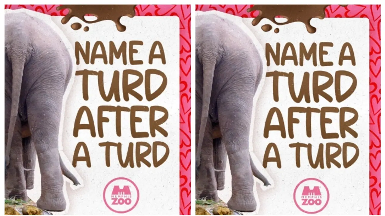 മുന്‍ പ്രണയിനിക്ക് പ്രണയദിന സമ്മാനമായി 'ആന പിണ്ഡമിടുന്ന' വീഡിയോ അയച്ചുകൊടുക്കാം; അവസരം ഒരുക്കി യുഎസ് മൃഗശാല 