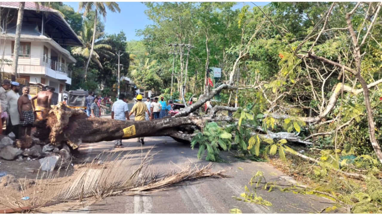 'മരങ്ങൾ മുറിക്കണം, ചില്ലകൾ വെട്ടണം'; അപകടം സംഭവിച്ചാൽ സ്ഥലം ഉടമക്കെതിരെ നിയമനടപടിയെന്ന് തൃശൂർ കളക്ടർ