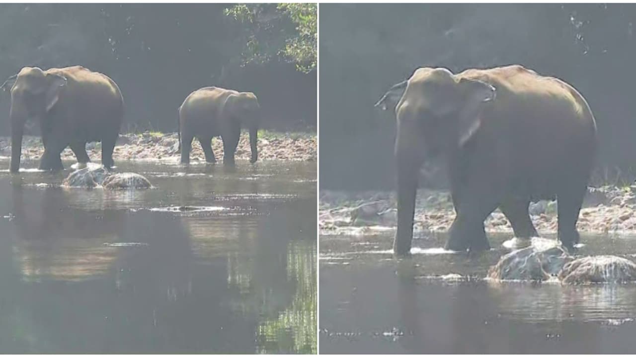 അവശത കാരണം വെള്ളത്തിൽ നിലയുറപ്പിച്ചത് 12 മണിക്കൂർ; പത്തനംതിട്ടയിൽ ചരിഞ്ഞത് ഗർഭിണിയായ കാട്ടാന 