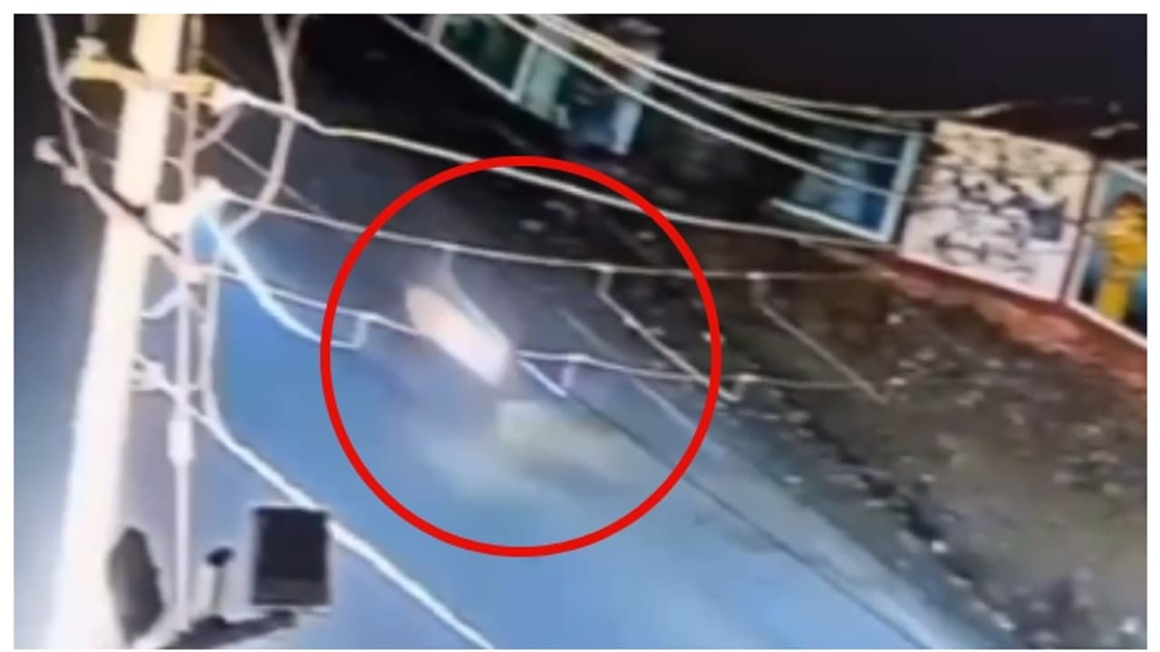 പാലുമായി ബൈക്കില്‍ പോകവെ പുള്ളിപ്പുലിയുമായി കൂട്ടിയിടിച്ചു, പുലിക്കും യാത്രികനും പരിക്ക്; വീഡിയോ വൈറല്‍ 