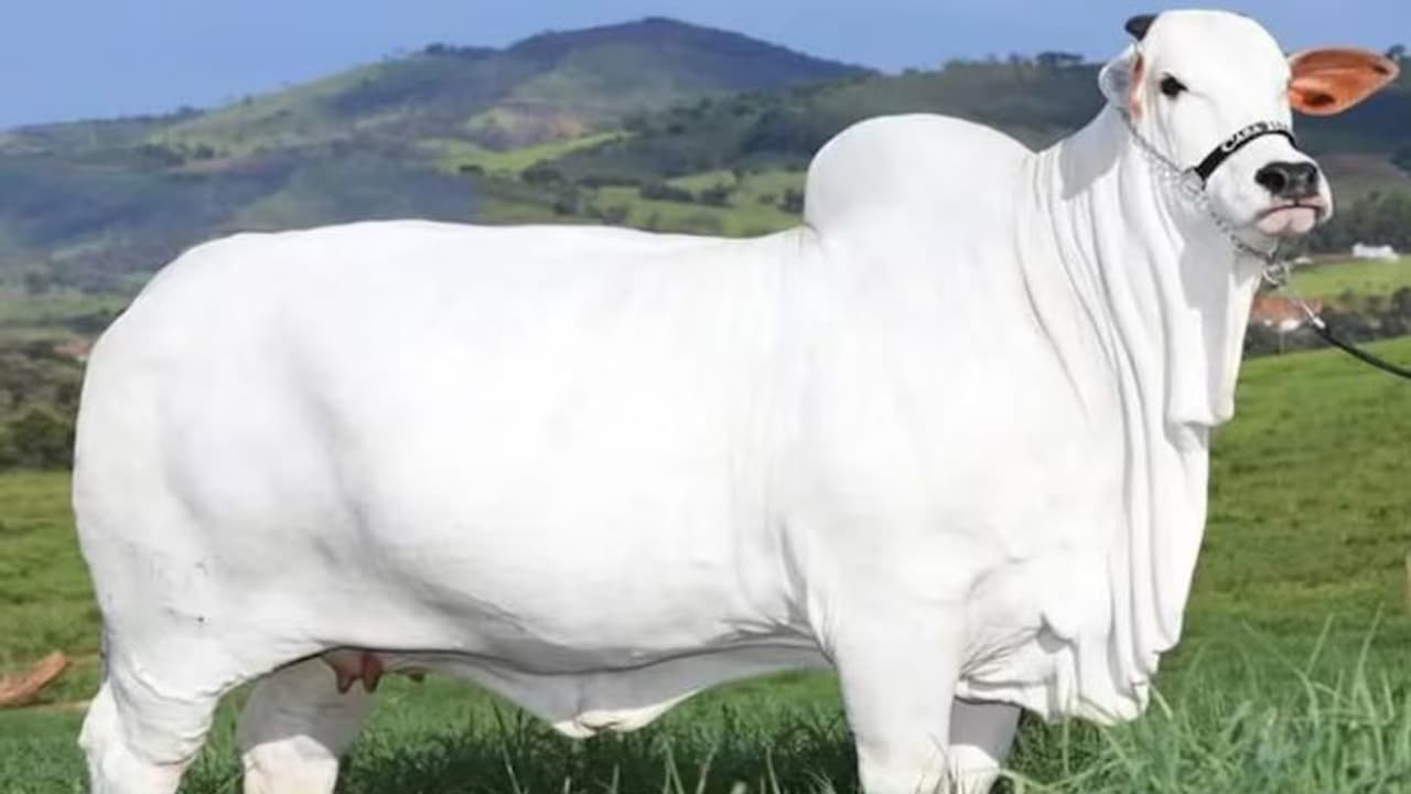 ₹40 ಕೋಟಿಗೆ ಮಾರಾಟವಾದ ನೆಲ್ಲೂರು ತಳಿ ಹಸು; ತೂಕ, ಬೆಲೆಯಲ್ಲಿ ಗಿನ್ನೆಸ್ ದಾಖಲೆ