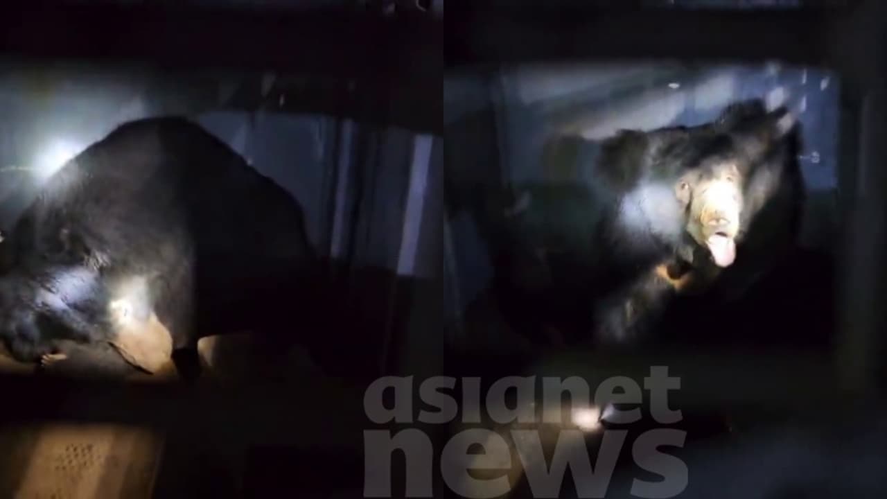 ആശ്വാസം, മലപ്പുറത്ത് ജനവാസ മേഖലയിലിറങ്ങിയ കരടി കൂട്ടിലായി