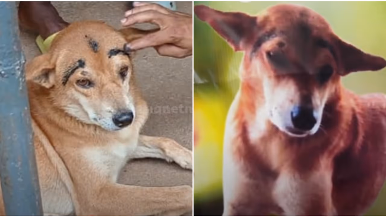 'ഇത്രയും മനുഷ്യപ്പറ്റുള്ള നായ ഇനി ഭൂമിയിലുണ്ടാകില്ല': ഒരു നാടിന്‍റെയാകെ ഉള്ളുലച്ച് പാർലെ ജി സുരേഷിന്‍റെ വിയോഗം