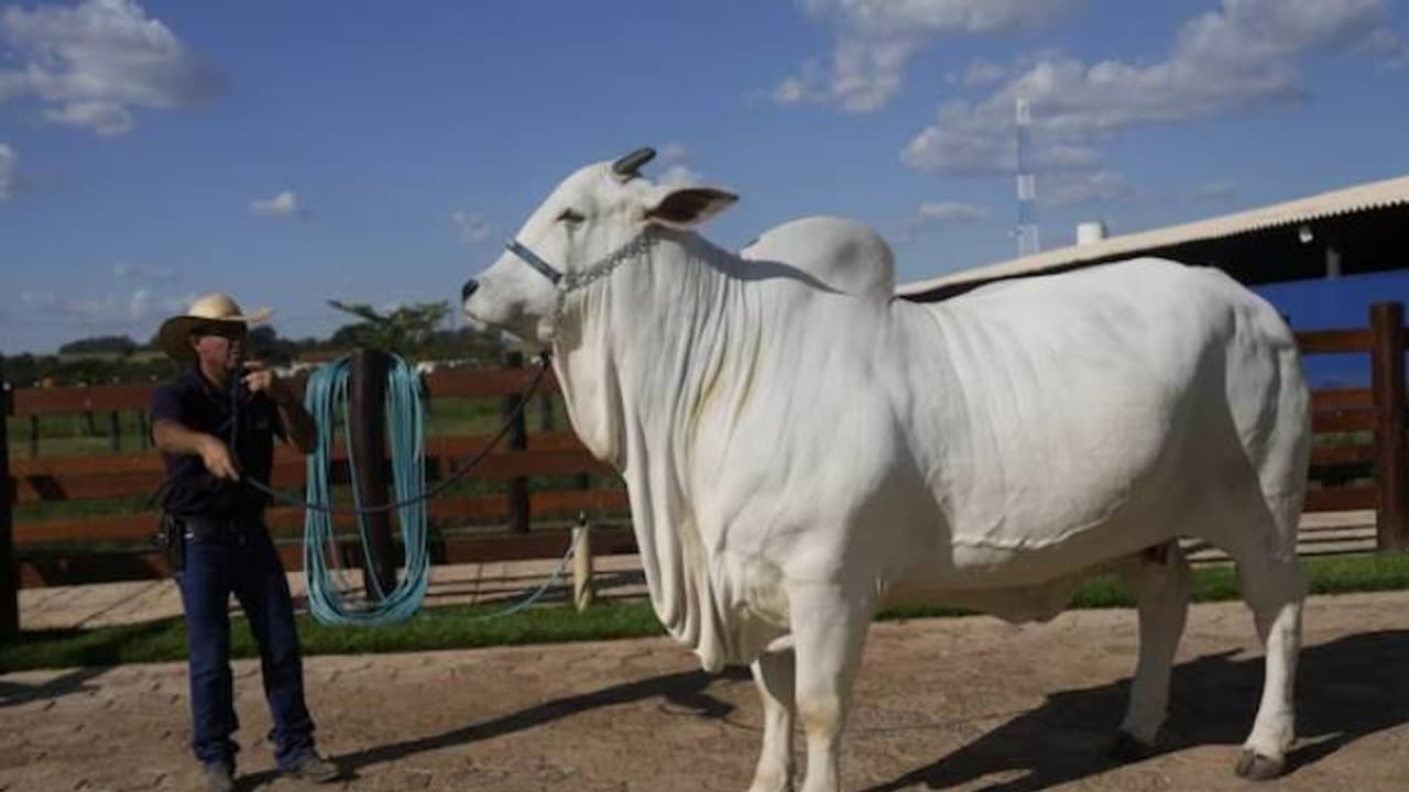 വിറ്റത് 40 കോടി രൂപയ്‍ക്ക്, ബ്രസീലിലെ 'ഇന്ത്യക്കാരി', പശുക്കൾക്കിടയിലെ സൗന്ദര്യറാണി!