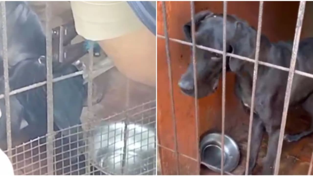 വായിലും കഴുത്തിലും ചങ്ങല കുരുങ്ങി, വെള്ളം കുടിക്കാൻ പോലുമാവാതെ തളർന്ന് വളർത്തുനായ; രക്ഷയ്ക്കെത്തി ഫയർഫോഴ്സ്