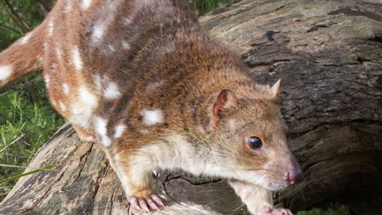 അവിശ്വസനീയം ഈ മടങ്ങിവരവ്! ഒരിക്കൽ ഭൂമുഖത്ത് നിന്നും അപ്രത്യക്ഷമായി, വീണ്ടും തിരികെവന്ന 5 ജീവികൾ അവിശ്വസനീയം ഈ മടങ്ങിവരവ്! ഒരിക്കൽ ഭൂമുഖത്ത് നിന്നും അപ്രത്യക്ഷമായി, വീണ്ടും തിരികെവന്ന 5 ജീവികൾ