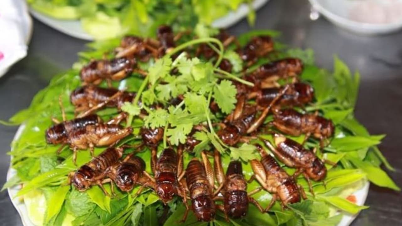 പ്രാണികൾ അടങ്ങിയ ഭക്ഷണത്തിന് കുവൈത്തിൽ വിലക്ക് പ്രാണികൾ അടങ്ങിയ ഭക്ഷണത്തിന് കുവൈത്തിൽ വിലക്ക്