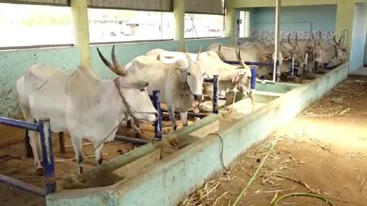 ಜಾನುವಾರಿಗೆ ಕಂಟಕವಾಗ್ತಿರೊ ಪ್ಲಾಸ್ಟಿಕ್: ವರ್ಷದಿಂದ ವರ್ಷಕ್ಕೆ ಸಾವಿನ ಪ್ರಮಾಣ ಹೆಚ್ಚಳ