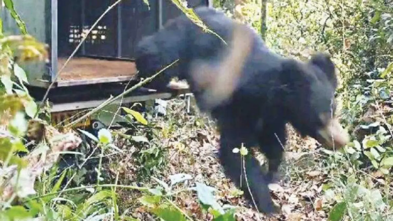 നാട്ടിൽ ഇഷ്ടം പോലെ തേൻകൂടുകൾ, ലക്ഷങ്ങൾ പോയി കൃഷിവരെ ഉപേക്ഷിച്ചു, ക്ഷേത്രം നോട്ടമിട്ടതോടെ 'ഭീകരൻ' കുടുങ്ങി നാട്ടിൽ ഇഷ്ടം പോലെ തേൻകൂടുകൾ, ലക്ഷങ്ങൾ പോയി കൃഷിവരെ ഉപേക്ഷിച്ചു, ക്ഷേത്രം നോട്ടമിട്ടതോടെ 'ഭീകരൻ' കുടുങ്ങി