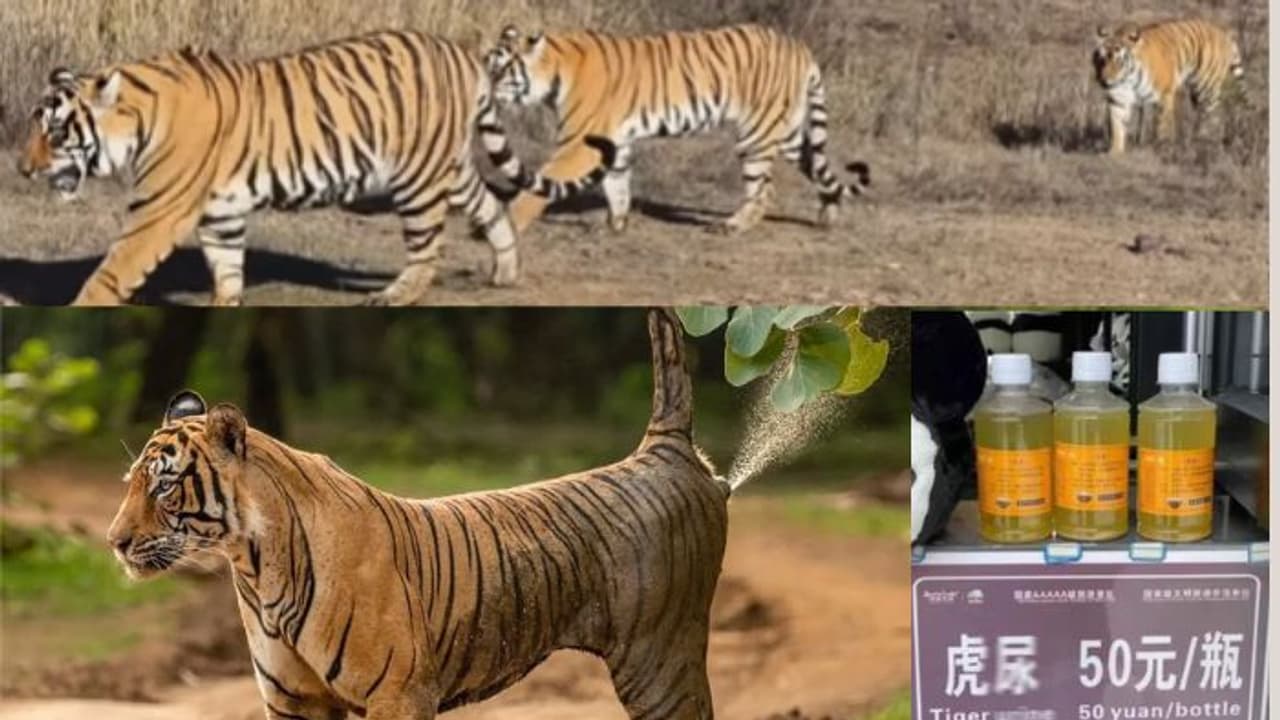 ಹುಲಿ ಮೂತ್ರ ಮಾರಾಟ ಮಾಡಿದ ಮೃಗಾಲಯ: ಸಂಧಿವಾತಕ್ಕೆ ರಾಮಬಾಣವೆಂದು ಜನರಿಗೆ ವಂಚನೆ?