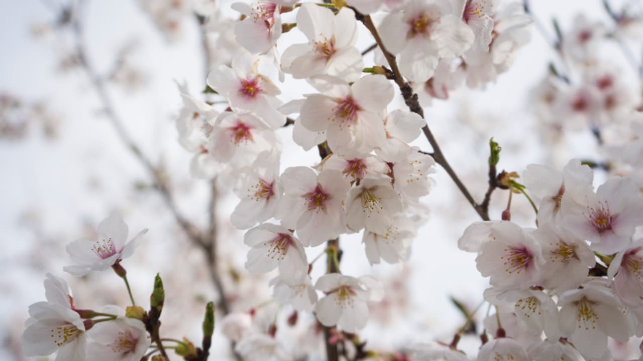 സഞ്ചാരികളേ ഇതിലേ ഇതിലേ, ഒമാനിലെ വക്കാൻ ഗ്രാമത്തിൽ ആപ്രിക്കോട്ട് വസന്തം സഞ്ചാരികളേ ഇതിലേ ഇതിലേ, ഒമാനിലെ വക്കാൻ ഗ്രാമത്തിൽ ആപ്രിക്കോട്ട് വസന്തം