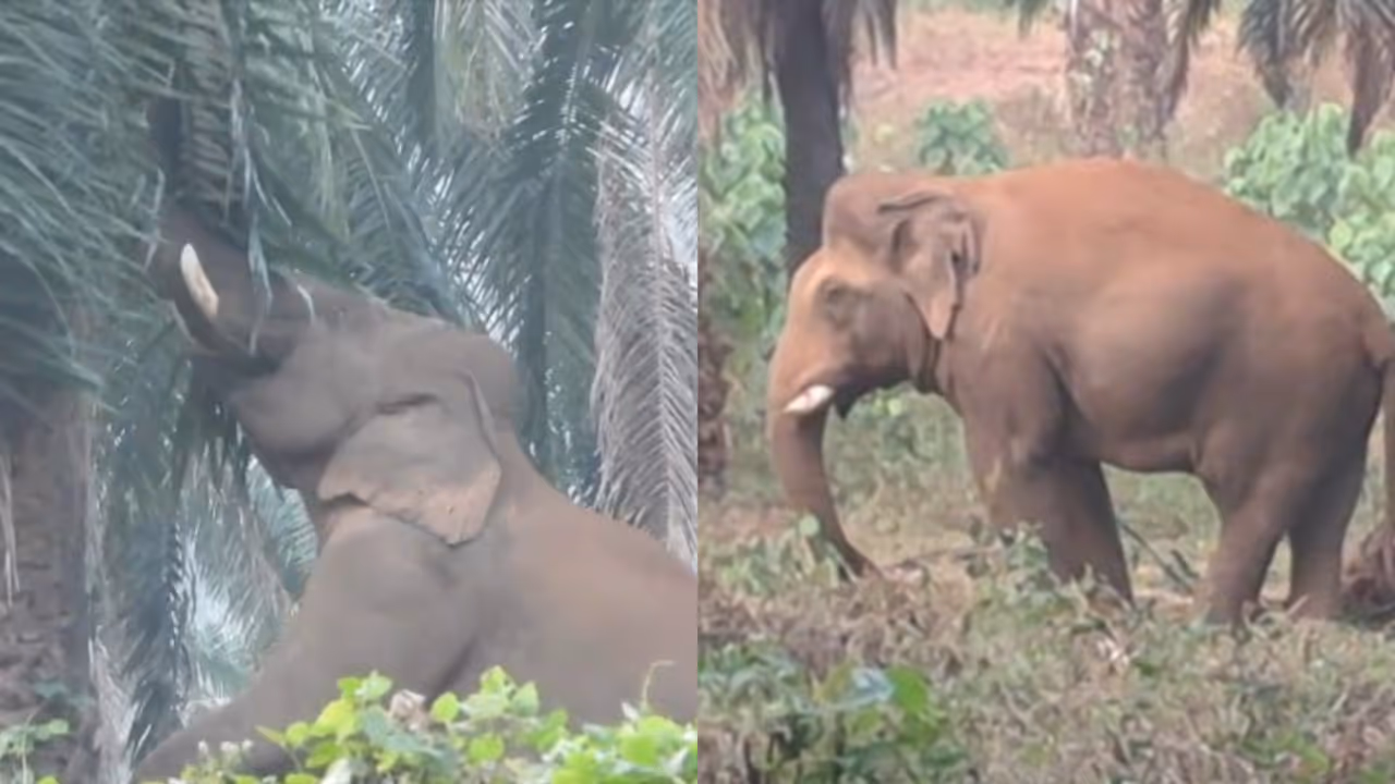 മസ്തകത്തിൽ പരിക്കേറ്റ ആനയ്ക്കായി 'അരിക്കൊമ്പന്റെ കൂട്'; ചികിത്സക്കായുള്ള ദൗത്യം തുടങ്ങാൻ നാളെ നിർണായക യോഗം മസ്തകത്തിൽ പരിക്കേറ്റ ആനയ്ക്കായി 'അരിക്കൊമ്പന്റെ കൂട്'; ചികിത്സക്കായുള്ള ദൗത്യം തുടങ്ങാൻ നാളെ നിർണായക യോഗം