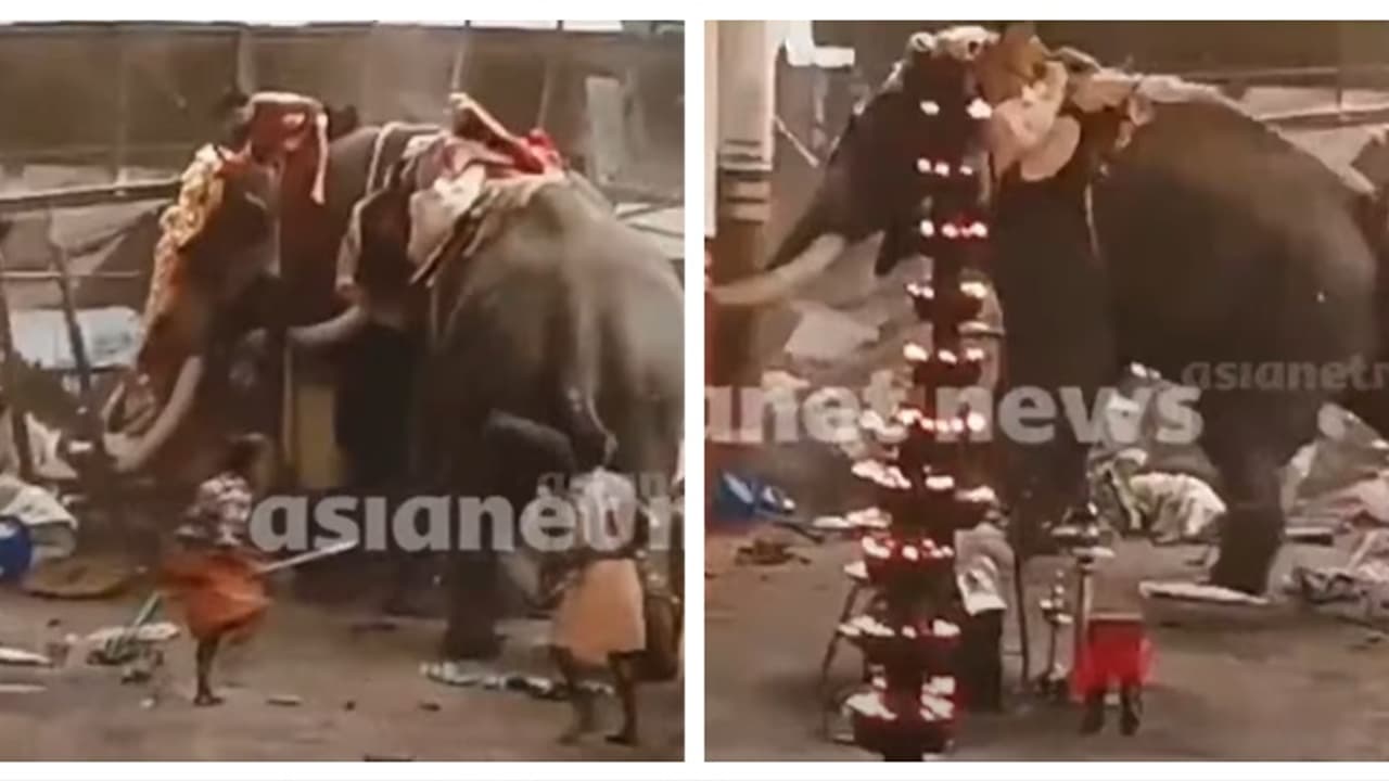 മണക്കുളങ്ങര ആനകളിടഞ്ഞ സംഭവത്തിൽ മരണം മൂന്നായി: 7 പേർ ​ഗുരുതരാവസ്ഥയിൽ, 22 പേർക്ക് പരിക്ക്