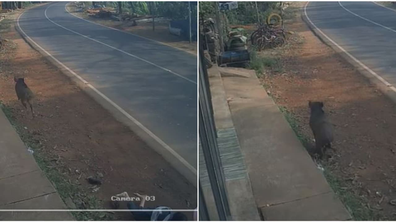 അരീക്കോട് വെള്ളേരി അങ്ങാടിയിൽ മദ്രസ വിദ്യാർത്ഥികൾക്ക് നേരെ പാഞ്ഞടുത്ത് കാട്ടുപന്നി; പരിക്ക്, ചികിത്സ തേടി അരീക്കോട് വെള്ളേരി അങ്ങാടിയിൽ മദ്രസ വിദ്യാർത്ഥികൾക്ക് നേരെ പാഞ്ഞടുത്ത് കാട്ടുപന്നി; പരിക്ക്, ചികിത്സ തേടി