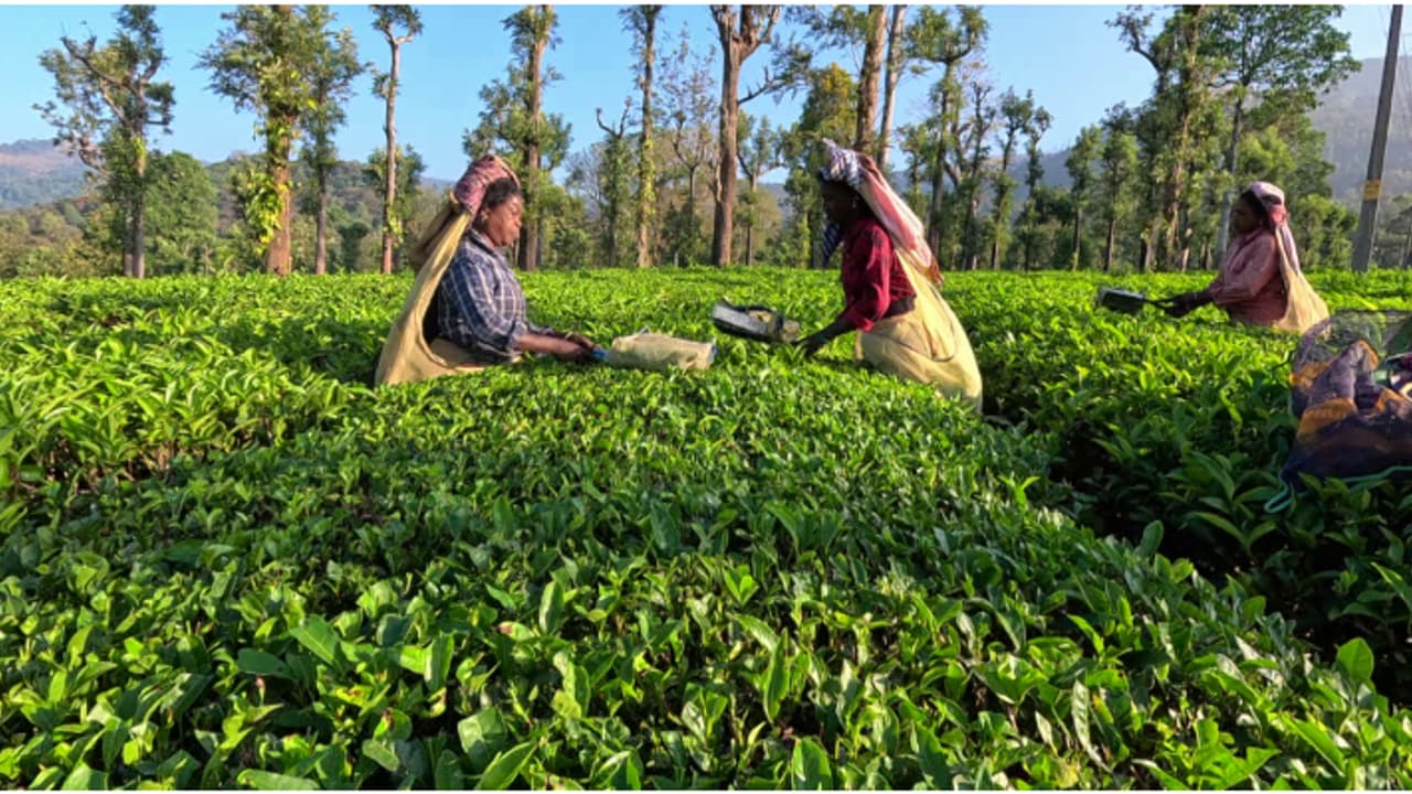 പഞ്ചാരക്കൊല്ലിയിൽ ലയത്തിന് പിന്നാമ്പുറത്ത് സ്ഥിരമായി കടുവ; പുലർച്ചെ ജോലിക്ക് പോവാൻ ഭയന്ന് നാട്ടുകാർ 
