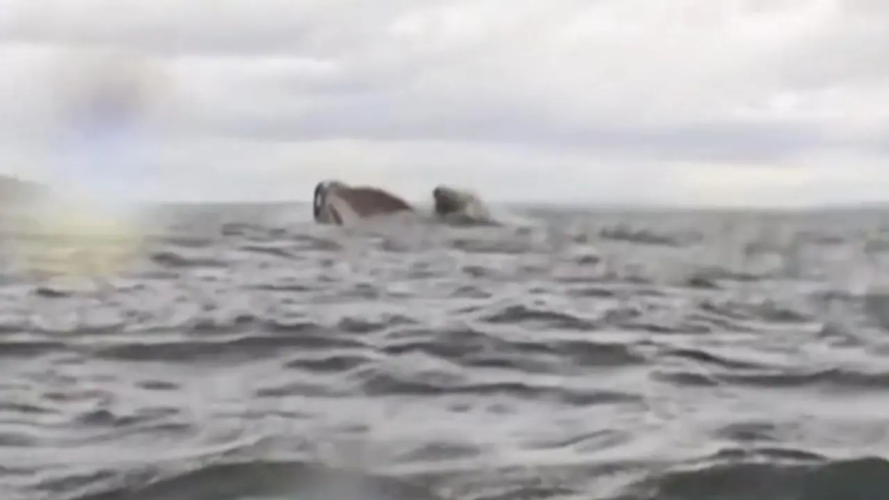 Humpback whale swallows Chile man, then spits him out as his father records it; WATCH chilling video