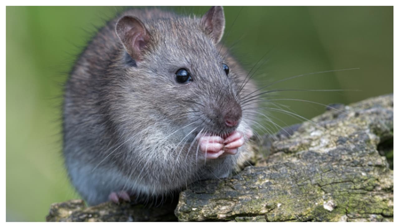 വീട്ടിൽ ഒന്നും സൂക്ഷിക്കാൻ കഴിയുന്നില്ലേ? ശ്രദ്ധിക്കണം, എലികൾ നിസ്സാരക്കാരല്ല 