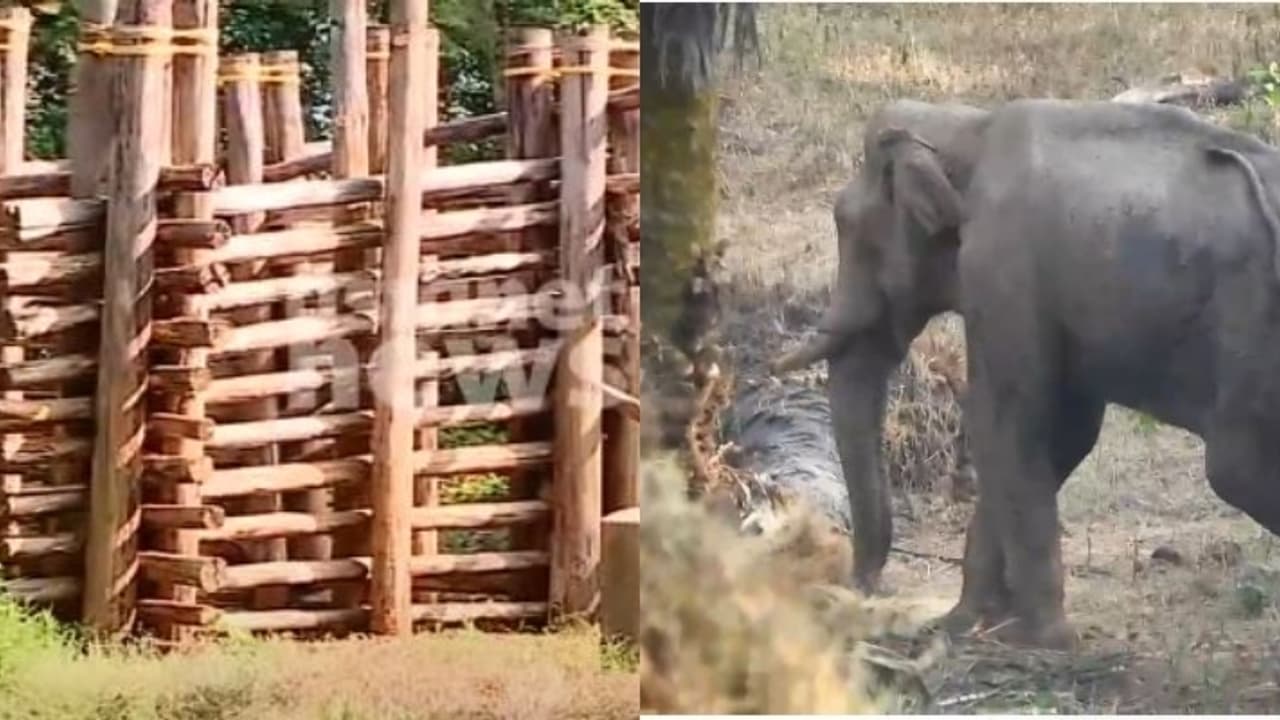 മസ്തകത്തിൽ മുറിവേറ്റ ആനയെ കണ്ടെത്തി; ചികിത്സയ്ക്കായി അരുണ് സഖറിയ, അരിക്കൊമ്പന്റെ കൂട് മതിയോയെന്ന് പരിശോധന മസ്തകത്തിൽ മുറിവേറ്റ ആനയെ കണ്ടെത്തി; ചികിത്സയ്ക്കായി അരുണ് സഖറിയ, അരിക്കൊമ്പന്റെ കൂട് മതിയോയെന്ന് പരിശോധന