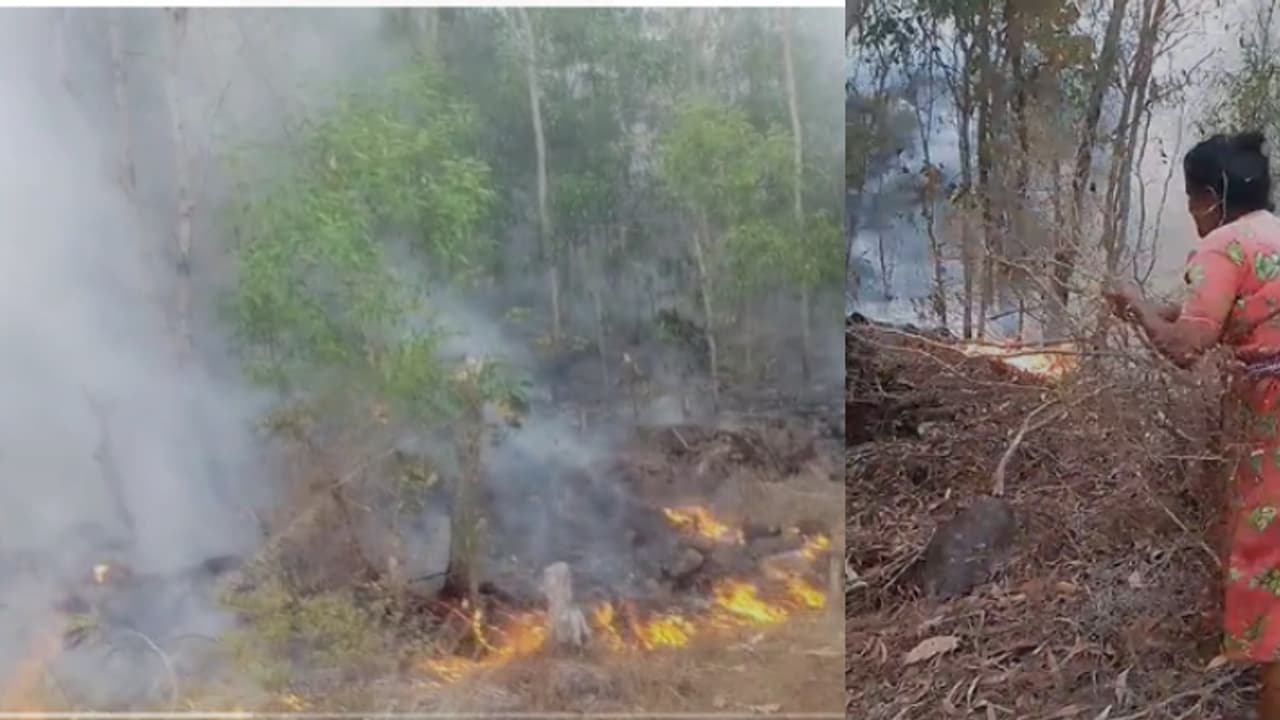 മരങ്ങൾ കത്തി നിലംപതിക്കുന്നു, കരിയിലയും അടിക്കാടും ആളി തീപടരുന്നു;150 ഏക്കറോളം നാശംവിതച്ച് അമ്പൂരിയിൽ കാട്ടുതീ