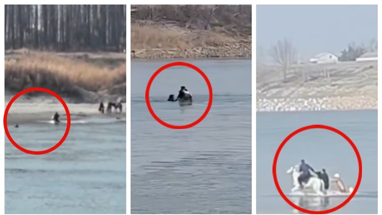 നദിയില്‍ മുങ്ങിയ മനുഷ്യനെ അതിസാഹസികമായി രക്ഷിച്ച് 'വെള്ള ഡ്രാഗണ്‍' കുതിര; പിന്നാലെ മരണം, വീഡിയോ വൈറൽ 