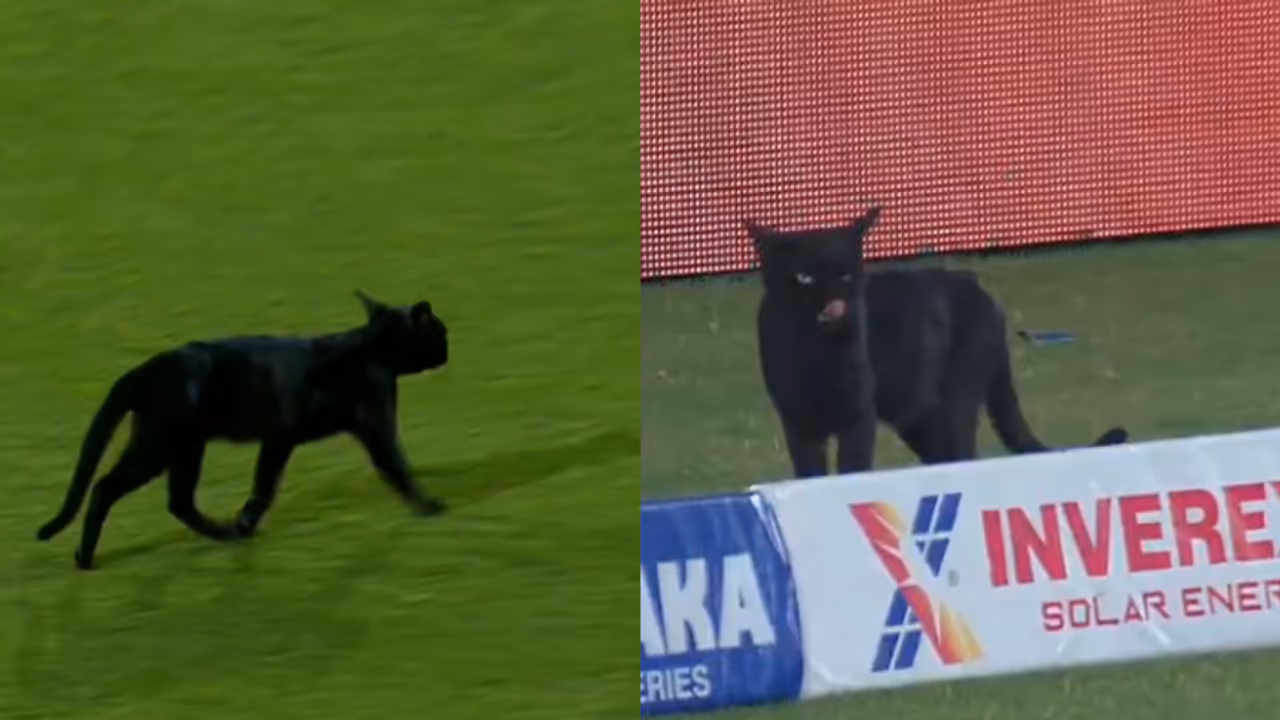 PAK vs NZ: Black cat walks around the pitch, interrupts ODI tri series final (WATCH)