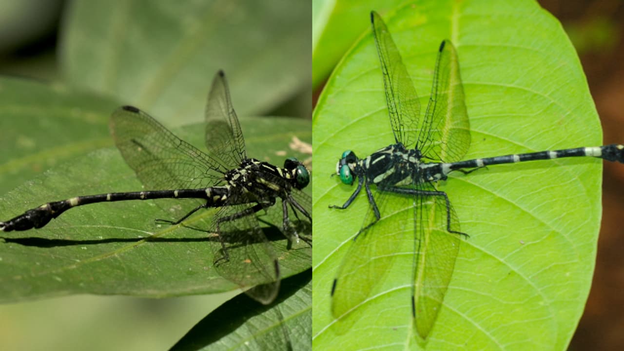 കറുത്ത ശരീരത്തിൽ മഞ്ഞവരകൾ, നീളൻ കാലുകൾ; പുതിയ 2 ജീവിവർഗങ്ങളെ കൂടി കണ്ടെത്തി, അതും നമ്മുടെ പശ്ചിമഘട്ടത്തിൽ കറുത്ത ശരീരത്തിൽ മഞ്ഞവരകൾ, നീളൻ കാലുകൾ; പുതിയ 2 ജീവിവർഗങ്ങളെ കൂടി കണ്ടെത്തി, അതും നമ്മുടെ പശ്ചിമഘട്ടത്തിൽ
