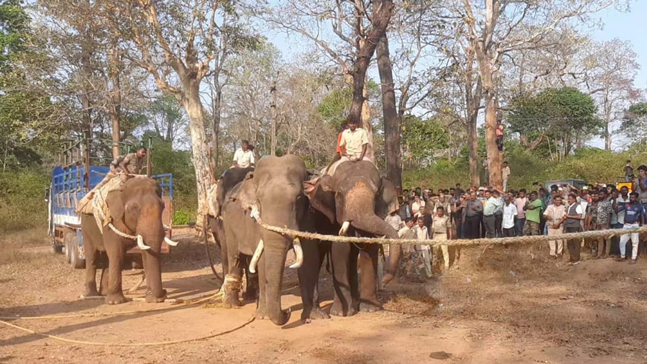 ಇಬ್ಬರ ಬಲಿ ಪಡೆದಿದ್ದ ವೇದ ಹೆಸರಿನ ಪುಂಡಾನೆ ಸೆರೆ: ದುಬಾರೆ ಸಾಕಾನೆ ಶಿಬಿರದ ಕ್ರಾಲ್‌ನಲ್ಲಿ ಸನ್ನಡತೆಯ ಪಾಠ!