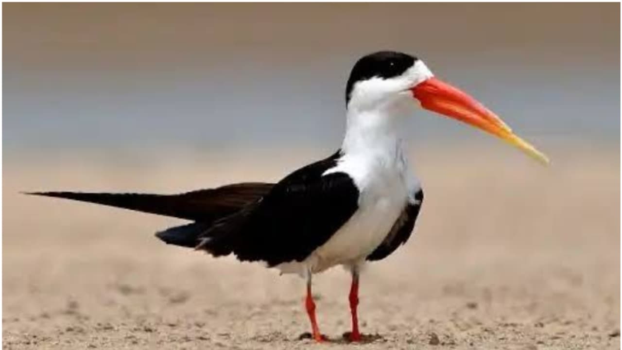 മഹാ കുംഭമേള: കാലാവസ്ഥാ സമ്മേളനത്തിന്റെയും പക്ഷിമേളയുടെയും ഒരുക്കങ്ങൾ പൂർത്തിയായി മഹാ കുംഭമേള: കാലാവസ്ഥാ സമ്മേളനത്തിന്റെയും പക്ഷിമേളയുടെയും ഒരുക്കങ്ങൾ പൂർത്തിയായി