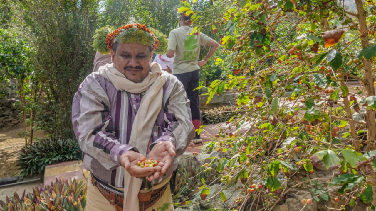 യൂറോപ്പിന് രുചിയേകാൻ ജിസാനിലെ അൽദാഇറിലെ തോട്ടങ്ങളിൽ വിളഞ്ഞ കാപ്പി; നല്ല തുടക്കത്തിൽ പ്രതീക്ഷയുമായി സൗദി 