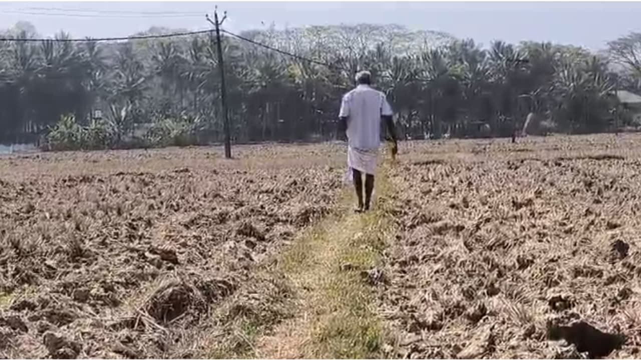 മുപ്പതാണ്ട് പച്ചപ്പണിഞ്ഞ വയലിൽ നിന്ന് അവർ മടങ്ങി, വന്യമൃഗങ്ങൾക്കായി കൃഷിയിറക്കാനില്ലെന്ന് മുത്തങ്ങയിലെ കർഷകർ മുപ്പതാണ്ട് പച്ചപ്പണിഞ്ഞ വയലിൽ നിന്ന് അവർ മടങ്ങി, വന്യമൃഗങ്ങൾക്കായി കൃഷിയിറക്കാനില്ലെന്ന് മുത്തങ്ങയിലെ കർഷകർ