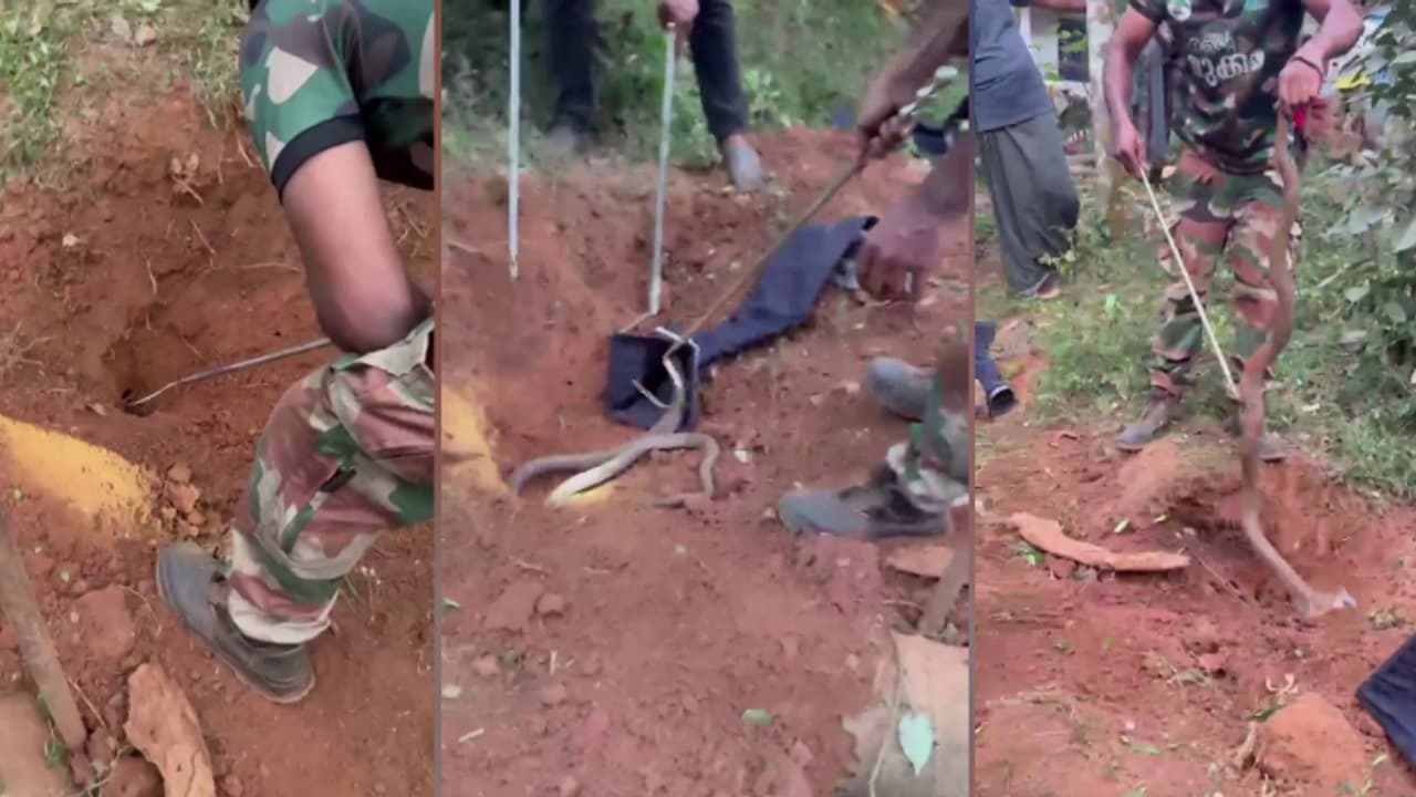വീടിന് സമീപത്തെ പറമ്പിലെ പൊത്തിലൊളിച്ചു, പുറത്തെടുത്തിട്ടും ശൗര്യമടങ്ങിയില്ല, പിടികൂടിയത് 2 മൂർഖൻ പാമ്പുകളെ