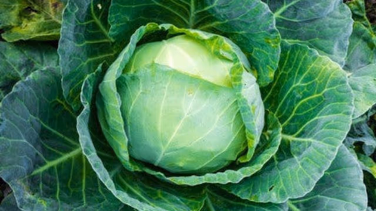 Farmer success story bahriach 2 5 kg Cabbage Organic Farming Farmer success story bahriach 2 5 kg Cabbage Organic Farming