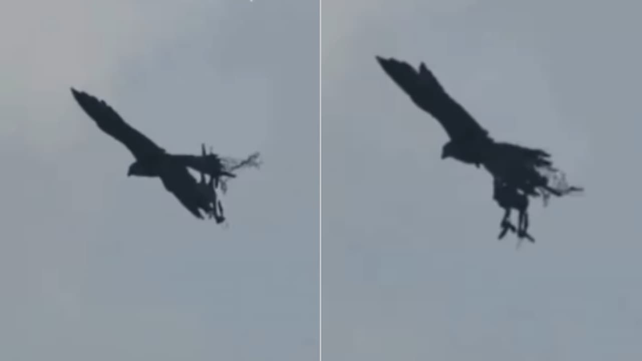 പരുന്തുകൾക്കും പ്രാപ്പിടിയന്മാർക്കും പരിശീലനം; ഡ്രോണ് വേട്ടയ്ക്കും നിരീക്ഷണത്തിനും തെലങ്കാനയിൽ ഗരുഡ സ്ക്വാഡ് പരുന്തുകൾക്കും പ്രാപ്പിടിയന്മാർക്കും പരിശീലനം; ഡ്രോണ് വേട്ടയ്ക്കും നിരീക്ഷണത്തിനും തെലങ്കാനയിൽ ഗരുഡ സ്ക്വാഡ്