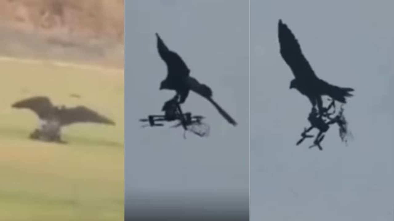 ಭಾರತಕ್ಕೆ ಬಂದ ಡ್ರೋನ್ ಬೇಟೆಯಾಡುವ ಹದ್ದುಗಳು; ತೆಲಂಗಾಣ ಪೊಲೀಸರಿಂದ ವಿಶೇಷ ತರಬೇತಿ! ಭಾರತಕ್ಕೆ ಬಂದ ಡ್ರೋನ್ ಬೇಟೆಯಾಡುವ ಹದ್ದುಗಳು; ತೆಲಂಗಾಣ ಪೊಲೀಸರಿಂದ ವಿಶೇಷ ತರಬೇತಿ!