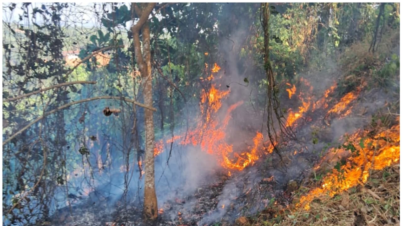 ബീഡിക്കുറ്റിയിൽ നിന്ന് പടർന്നതാവാമെന്ന് നിഗമനം; റബർതോട്ടത്തിൽ തീപിടിത്തം ബീഡിക്കുറ്റിയിൽ നിന്ന് പടർന്നതാവാമെന്ന് നിഗമനം; റബർതോട്ടത്തിൽ തീപിടിത്തം