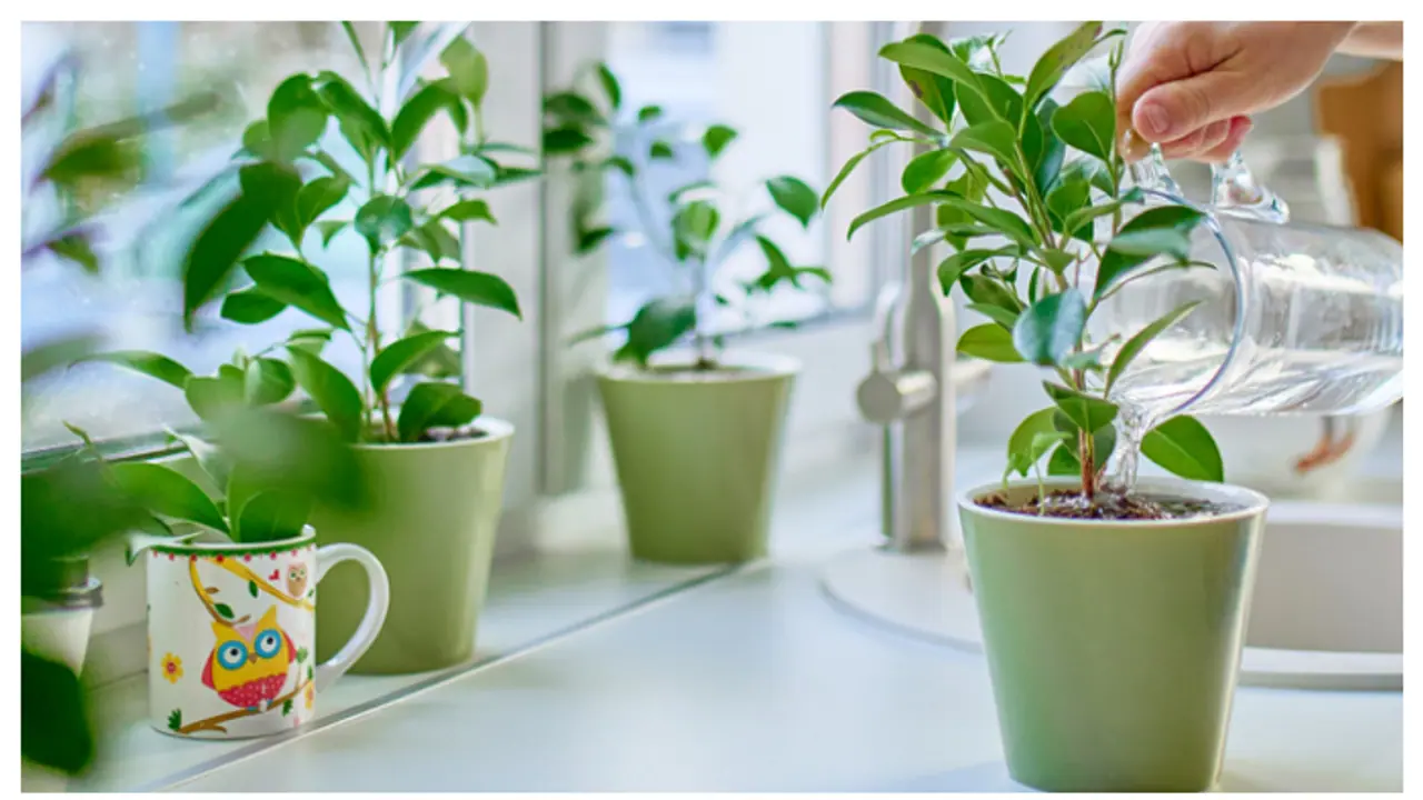 അകത്തളങ്ങൾ അലങ്കരിക്കുന്നതിനൊപ്പം ശുദ്ധവായുവും; ഈ ചെടികൾ വളർത്തൂ അകത്തളങ്ങൾ അലങ്കരിക്കുന്നതിനൊപ്പം ശുദ്ധവായുവും; ഈ ചെടികൾ വളർത്തൂ